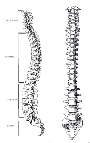 owl art studio: osteopathy, spinal diagram